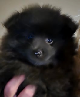 Available Now German spitz puppy Available Now German spitz puppy