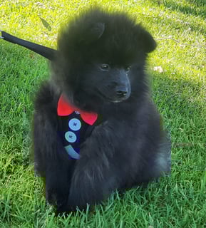 Available Now German spitz puppy 
