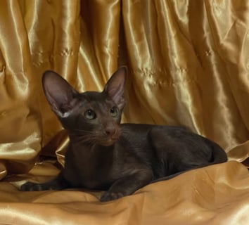 Available Now Oriental kittens 