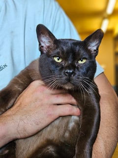 Available Now 2 Beautiful Burmese Boys