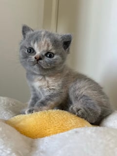 Available Soon Female Blue Cream British Shorthair Available Soon Female Blue Cream British Shorthair