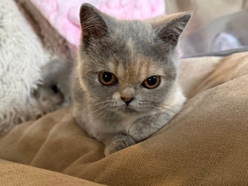 Available Now Female Blue Cream British Shorthair