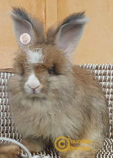Available Now Unique and beautiful Purebred English Angora baby rabbits bunnies Available Now Unique and beautiful Purebred English Angora baby rabbits bunnies