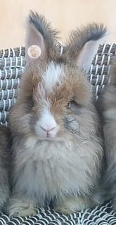 Available Now Purebred English Angora baby rabbits bunnies 