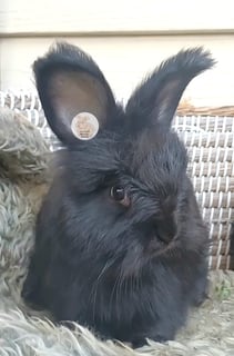 SMOKE Available Soon Purebred English Angora baby rabbits bunnies