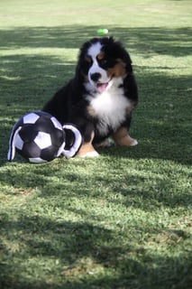 Available Now Bernese Mountain Dog Puppies 