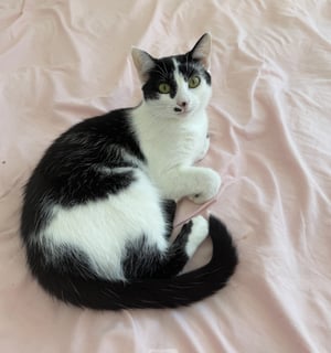 For Adoption Rocket Scott - Smoochy Love Kitty