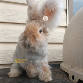 Available Now Purebred English Angora Bunny Rabbit