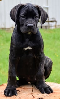 Available Now Cane Corso Puppies ANKC pedigree 