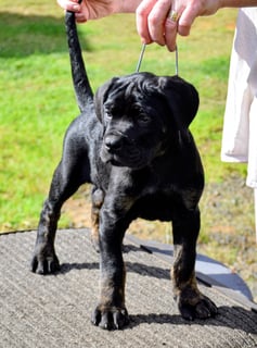 Available Now Cane Corso Puppies ANKC pedigree 