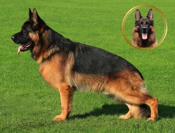 Available Soon Long Coat Female GSD puppy