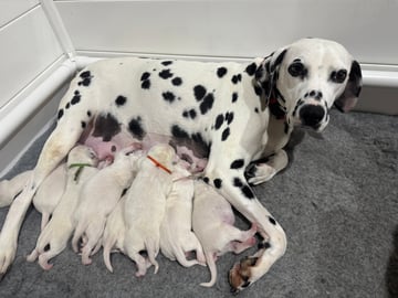 Available Now Dalmatian Puppies Purebred