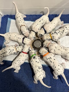 Available Now Dalmatian Puppies Purebred