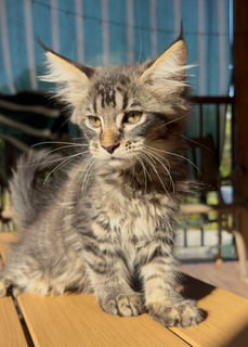 Available Now Maine Coon Kittens