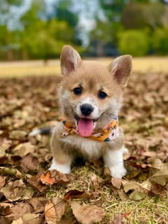 Available Now Pembroke Corgi Red & White - male 