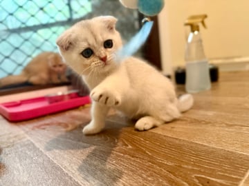 Available Now Scottish Fold - Silver Shaded - Boy Available Now Scottish Fold - Silver Shaded - Boy