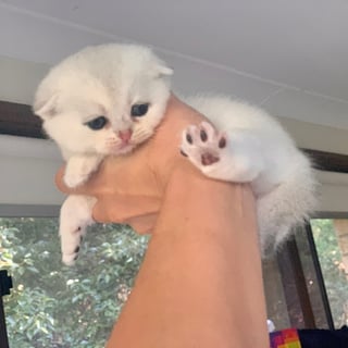 Available Now Scottish Fold - Silver Shaded - Boy