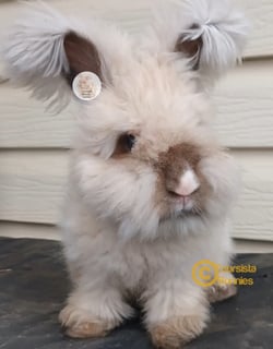 Promotion English Angora bunnies rabbits grooming and boarding. 