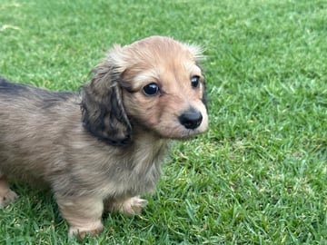 Available Now Miniature Longhair Dachshund 