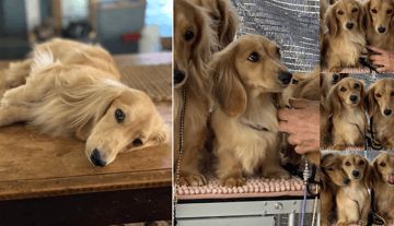 Available Soon Shaded Cream Mini Dachshund 