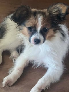 Available Soon 4 Month Red Sable Papillon Puppy - Girl