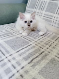 Available Now Lilac Point Birman Kitten