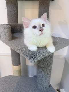 Available Now Lilac Point Birman Kitten