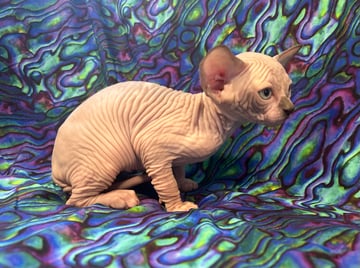 For Adoption 1 Sphynx Kitten- Girl