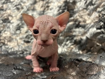 For Adoption 3 Sphynx Kittens - 2 Girls and 1 Boy