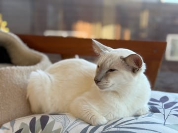 Available Soon Balinese lilac point female desexed 