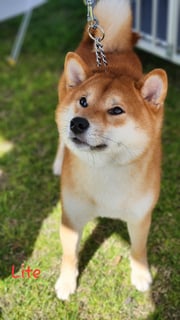 Available Soon Shiba Inu Puppies