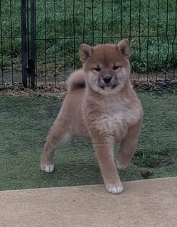 Available Now Shiba Inu Puppies