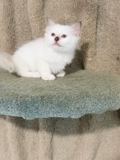 Available Soon BIRMAN KITTENS