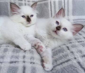 Available Soon BIRMAN KITTENS