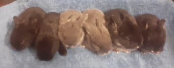 Available Soon Dwarf Lop Bunnies