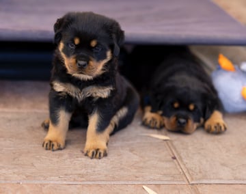 Rottweiler puppy Available Now Rottweiler Puppy Available