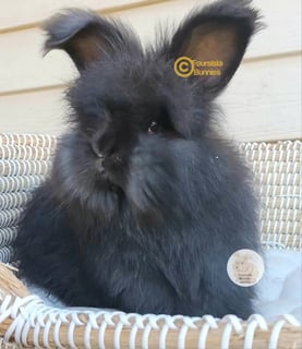 Available Now Purebred English Angora baby rabbits bunnies Available Now Purebred English Angora baby rabbits bunnies