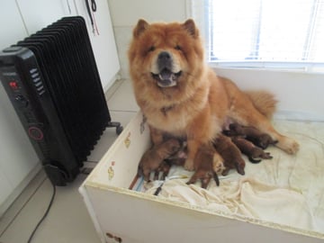 Available Now Chow Chow Puppies