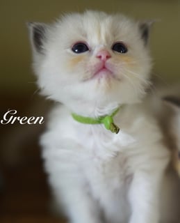 Available Soon Blue Bi Color Ragdoll Kittens 