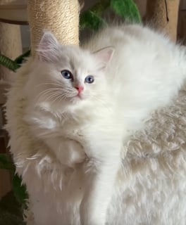 Available Soon Female  Ragdoll  Kitten Blue Torbie Bi Color , carrying chocolate 