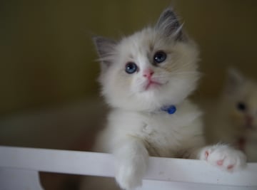 Available Now Blue Bi Color Ragdoll Kittens 