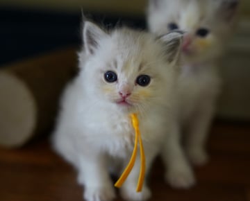 Available Soon Blue Bi Color Ragdoll Kittens 
