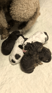 Available Now Lagotto Romagnolo Puppies - Athelas Lagotto Available Now Lagotto Romagnolo Puppies - Athelas Lagotto