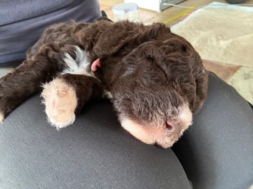 Available Now Lagotto Romagnolo Puppies - Athelas Lagotto