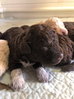 Available Now Lagotto Romagnolo Puppies - Athelas Lagotto