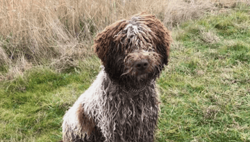 Available Now Italian Truffle Dogs, Lagotto Romagnolo Puppies