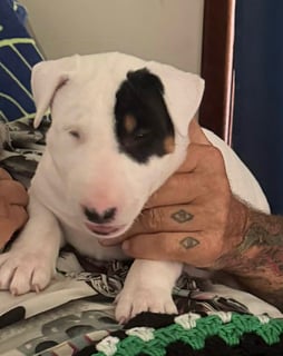 Moxy Available Now White Female Bull Terrier Puppies