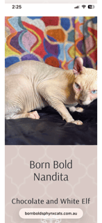 Available Now Nandita Elf Retired Queen Available Now Nandita Elf Retired Queen