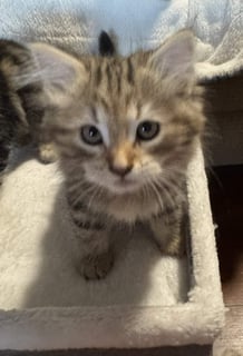 Available Soon Siberian purebred kittens