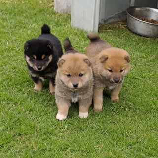 Available Now Pedigree Purebred Shiba Inu Puppies